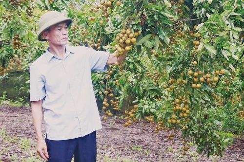 Bí thư chi bộ người Cao Lan làm kinh tế giỏi