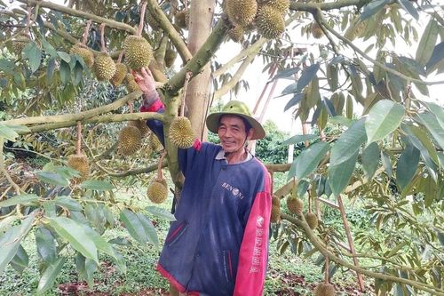 Người Tây Sơn ở Đak Sơmei