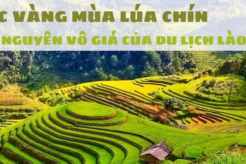 Sắc vàng mùa lúa chín – tài nguyên vô giá của du lịch Lào Cai