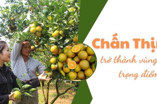 Chấn Thịnh trở thành vùng cam trọng điểm