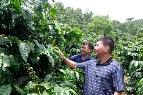 Ấm no ở xóm Làng Dao hôm nay