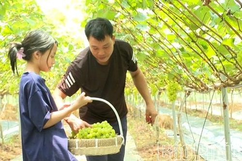 Kỳ 3: Kết nối nông nghiệp và du lịch: Hướng đi bền vững