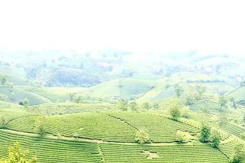 Phú Thọ đứng top đầu cả nước về diện tích, sản lượng chè