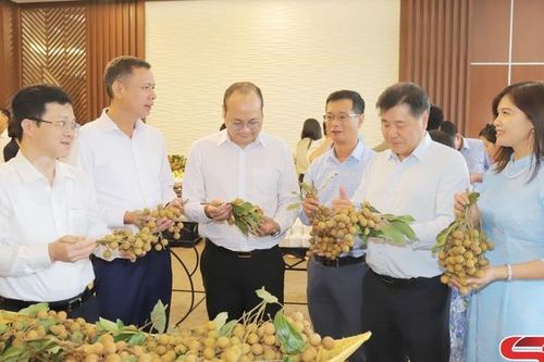 Phát triển chuỗi giá trị sản phẩm nhãn Ánh vàng 205