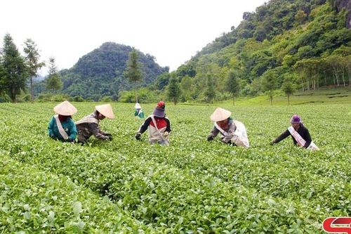 Chuyển đổi tư duy chăm sóc chè sang phương pháp hữu cơ