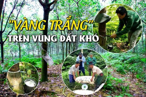 'Vàng trắng' trên vùng đất khó