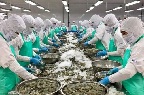 Xuất khẩu tôm sang Trung Quốc đạt hơn 760 triệu USD, tăng 76%