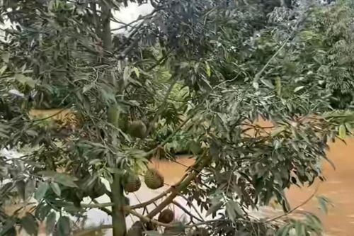 Đắk Lắk: Nhiều diện tích cây trồng thiệt hại do bão số 7