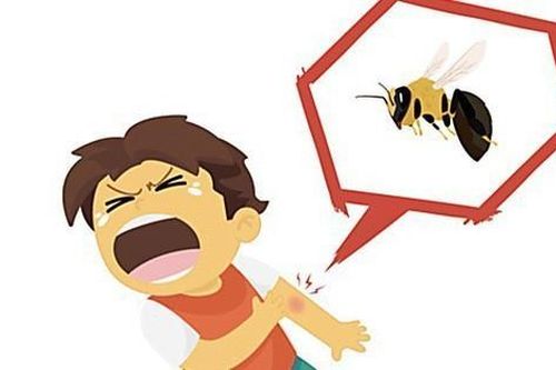 Liên tiếp nhiều vụ ong vò vẽ tấn công gây tử vong: Cảnh báo nguy hiểm và khuyến cáo phòng tránh