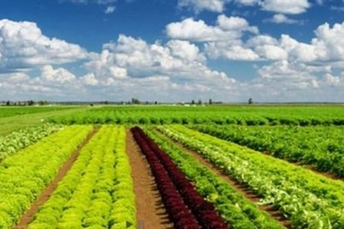 Pan Farm báo lãi trăm tỷ, nợ vay ngân hàng tăng vọt gấp 4 lần