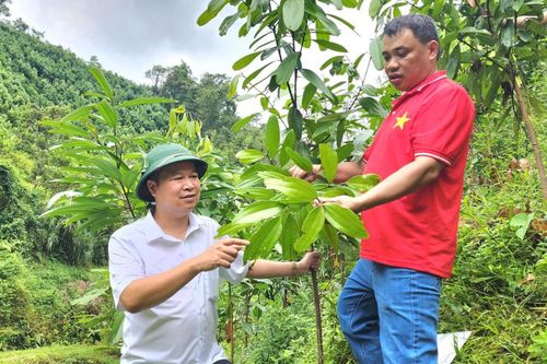 Kiểm tra chuỗi giá trị gắn với tiêu thụ sản phẩm cây Quế tại xã Minh Khai
