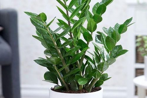 Những chỗ được coi là góc nhọn trong nhà và các cây cảnh phong thủy giúp hóa giải sát khí từ góc nhọn hiệu quả nhất