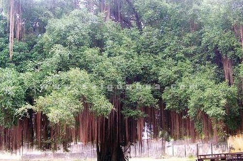 Loại cây mang âm khí và xui xẻo bạn cần biết để tránh rước họa