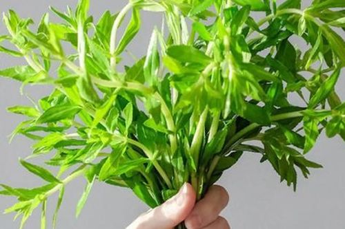 Công dụng trị bệnh của rau ngổ và cách dùng an toàn