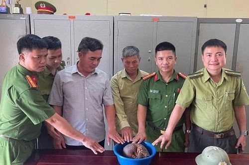 Nghệ An: Phát hiện cá thể tê tê quý hiếm cuộn tròn trên đường