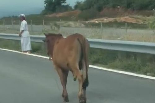 Bò 'tản bộ' trên cao tốc Vĩnh Hảo - Phan Thiết, tài xế thót tim tránh va chạm