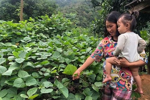Dinh dưỡng hợp lý trong thai kỳ phòng thiếu máu và bổ sung vi chất cho mẹ và bé