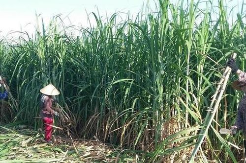 Ngành mía đường chịu áp lực lớn