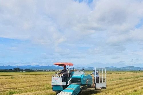 Quảng Trị: Nông dân tận thu rơm sau vụ gặt để tăng thêm thu nhập