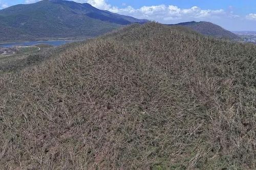 Hà Tĩnh: xác xơ rừng phòng hộ sau mưa bão