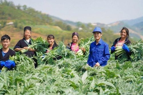 Phát huy lợi thế của y dược cổ truyền