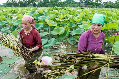 Dành trọn tình yêu cho tơ sen, tơ lụa