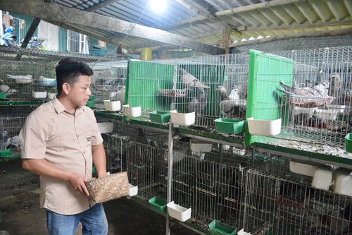 Hành trình xóa nhà tạm: Nâng cao sinh kế, kiến tạo tương lai - Bài 3: Từ mái nhà đến sinh kế: Chặng đường thoát nghèo bền vững (Tiếp theo và hết)