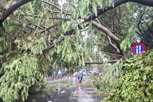 Mưa lớn giờ tan tầm, hàng loạt cây xanh bật gốc