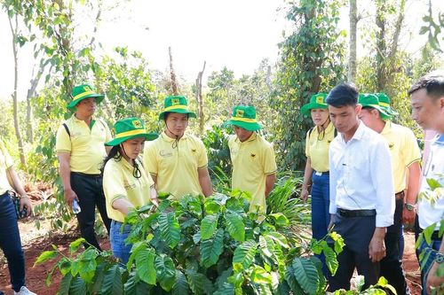 Bình Điền đồng hành và góp phần khai phá tiềm năng cà phê Việt