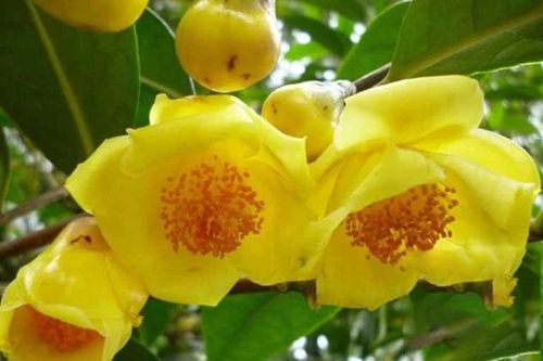 Bật mí thần dược 'quý như vàng' 20 triệu đồng/kg tại Việt Nam