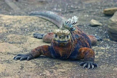 Những điều khó tin về loài thằn lằn biển duy nhất còn tồn tại