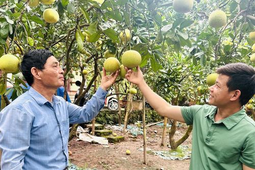 Ngọt thơm trái bưởi Quế Dương