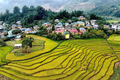 Ngắm ruộng bậc thang vàng óng, đẹp mơ màng giữa đại ngàn Tây Bắc