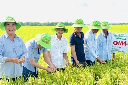 OM468 - Giống lúa triển vọng cho Đề án 1 triệu ha lúa chất lượng cao