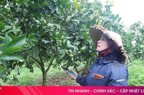 Cam sai quả, kỳ vọng đón mùa vàng