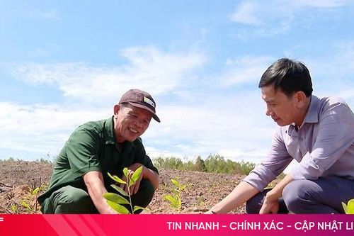 Keo giống âm thầm tăng giá sau bão