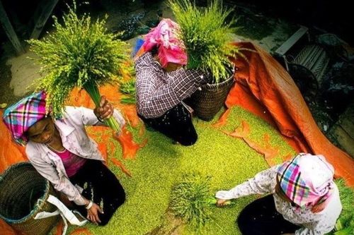 Cốm Tú Lệ: Từ tinh hoa ẩm thực đến lễ hội văn hóa mang đậm bản sắc dân tộc