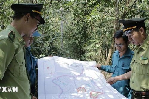 Thành phố Hồ Chí Minh điều tra hiện trạng rừng giai đoạn 2024-2025