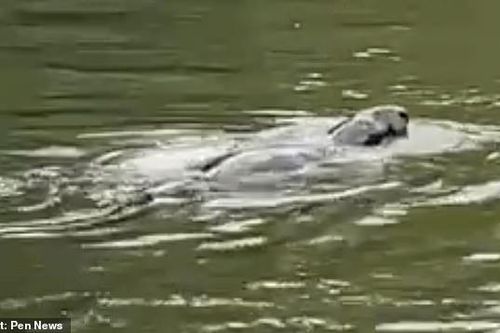 Sinh vật bí ẩn giống quái vật hồ Loch Ness bất ngờ xuất hiện trên sông Thames