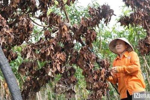 Cây chết khô sau bão, người dân làng cây cảnh lớn nhất Nghệ An lo mất Tết