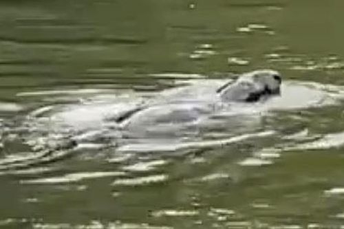 Sinh vật bí ẩn xuất hiện trên sông Thames gây liên tưởng đến quái vật hồ Loch Ness