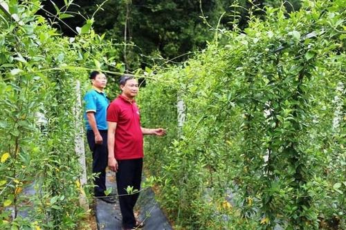 Nghệ An có thêm điểm du lịch nông nghiệp dược liệu