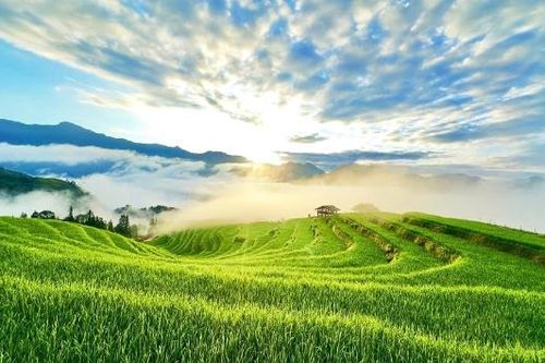 Mùa vàng Thông Nguyên - Bản giao hòa giữa sắc màu văn hóa và thiên nhiên