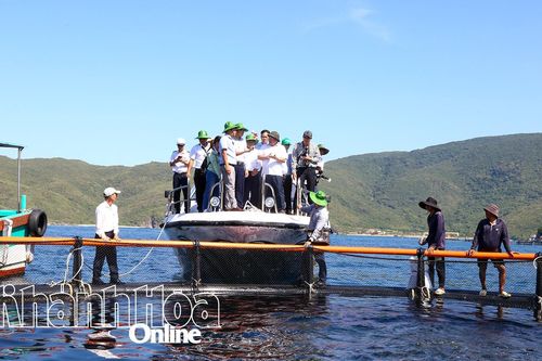 Tập trung thực hiện Đề án thí điểm phát triển nuôi biển công nghệ cao