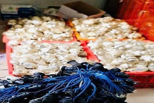Thuê bóng đèn chong thanh long rồi mang đi bán