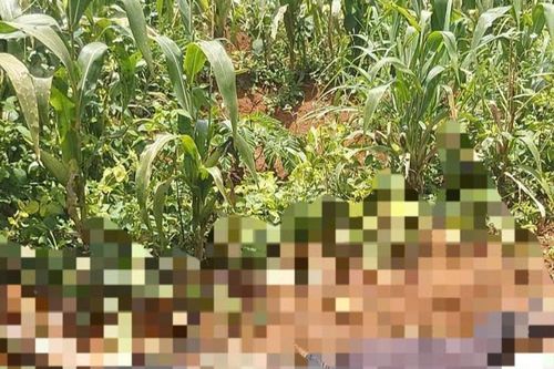 Phát hiện thi thể nam giới trong vườn bắp