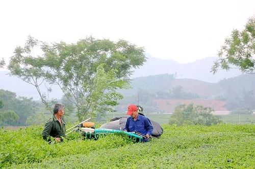 Nâng tầm giá trị, lan tỏa thương hiệu Chè Phú Thọ
