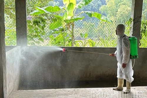 Phú Thọ có 31 xã, phường không phát sinh ổ dịch tả lợn châu Phi mới