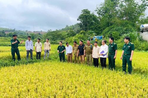 Gieo 'mùa vàng' nơi biên viễn