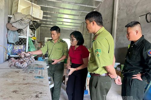 Kiểm lâm khu vực V phát hiện vụ việc tàng trữ 22 cá thể sóc bụng đỏ